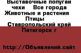 Выставочные попугаи чехи  - Все города Животные и растения » Птицы   . Ставропольский край,Пятигорск г.